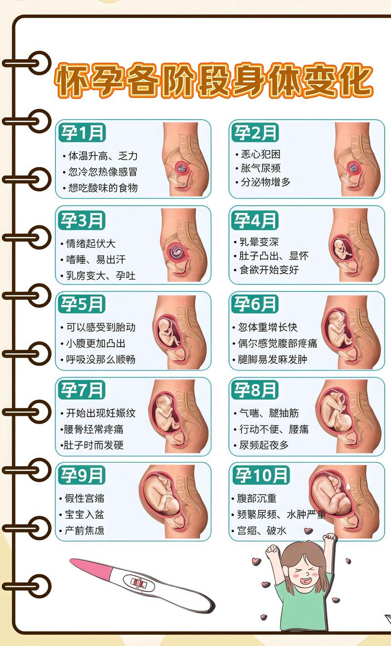 揭秘供卵代孕妈妈怀孕小腹分两节，孕期变化的奥秘柳州代生机构: